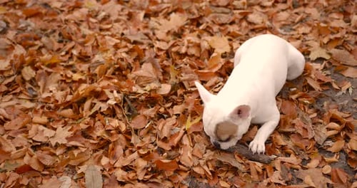 Dog Lying in the Forest Park in Autumn Season
