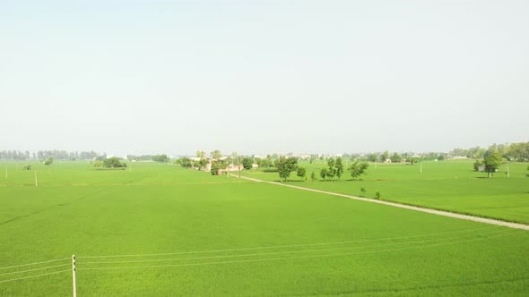 View of the well-organized rice crop in the fields of Punjab Province ...