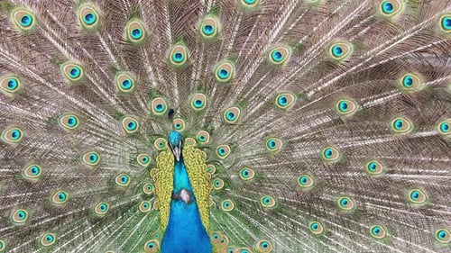 Peacock Displaying Feathers in Full Close Up