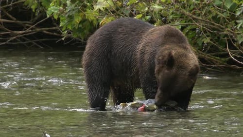 Slo mo closeup: Slippery salmon escapes large brown bear in stream