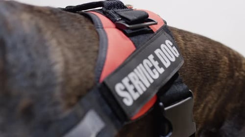 Pet Lifestyle - Service dog close up vest on white background
