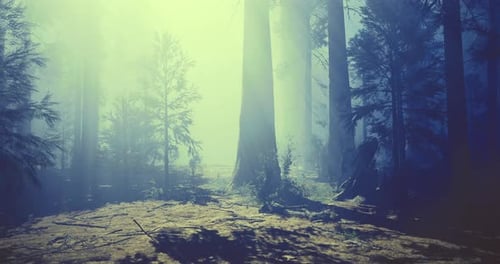 Misty Forest Landscape with Tall Trees and Soft Light at Dawn
