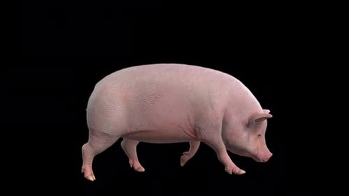 Realistic Pink Pig Walking Seamless Loop