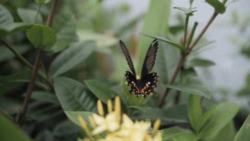 a Black Butterfly Flaps Its Wings Sitting on a Green Tropical Leaf