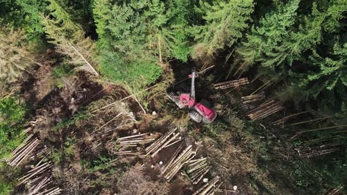 Ansicht von oben nach unten: Holzfällerausrüstung im Einsatz im Wald — Verarbeitung von Fichtenwäldern. Mechanisches Werkzeug