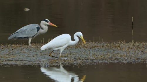 Great egret (Ardea alba) and Grey heron (Ardea cinerea) fishing on a marsh or pond