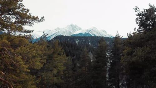 Mountain Revealed Behind Fir Tree Forest with Snow Covered White Winter Landscape Drone Footage