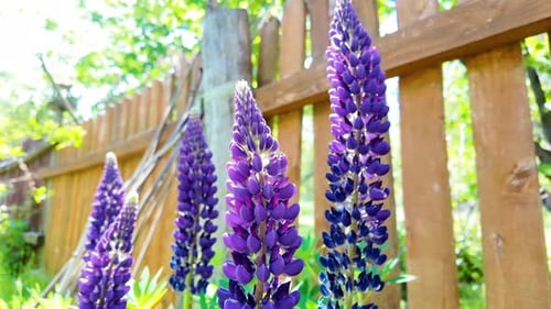 Lupine Flowers With Pink Purple and Blue Flowers in home garden.