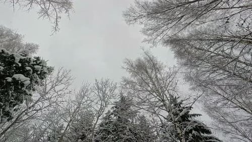 Winterwunderländer in einem Wald mit Blick in den Himmel mit fallenden Schneeflocken