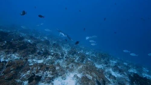 two manta rays coming up from the blue to a tropical coral reef in the south pacific ocean around th