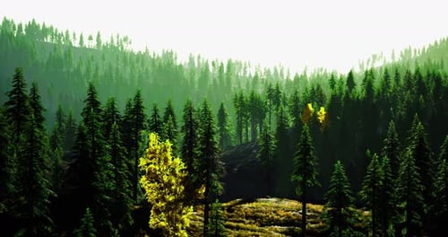 Lush Green Pine Forest with Sunlight Filtering Through Trees in Autumn