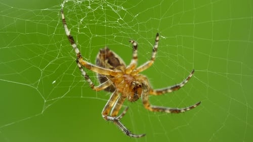 Araignée