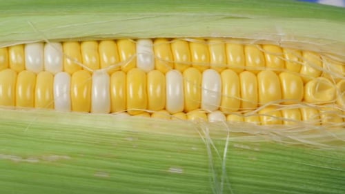 Corn Cob on White Background Close Up