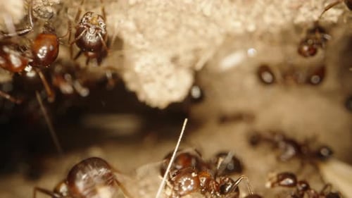 The camera focuses on the ants at the entrance of the anthill as they look into it, capturing a macr