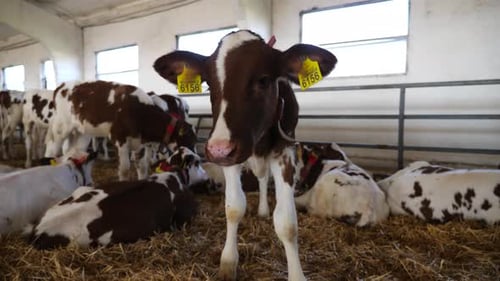Curious Small Calves Showing Curiosity Looks Into Camera at Dairy Farm Portrait of Beautiful Little