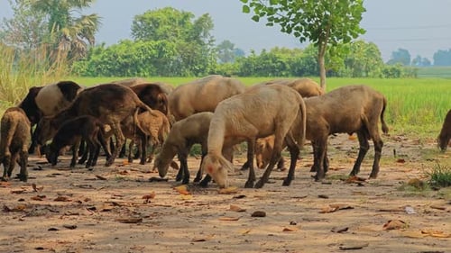 Herd of Sheep Grazing in a Rural Landscape