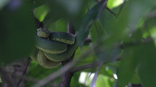 Coiled resting South American rainforest jungle tropical Green Jararaca Pit Viper poisonous snake