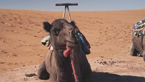 Kamel ruht auf heißem orangefarbenem Sand der Sahara, Nahaufnahme aus der Hand