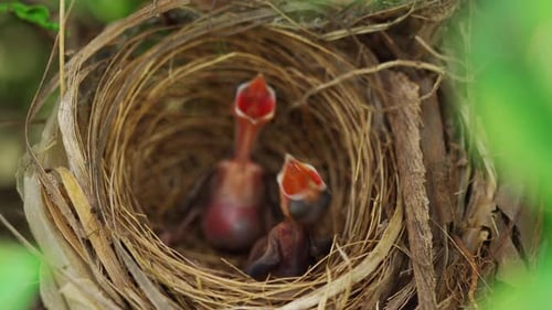 close up baby bird waiting for feeding a food in the nest on a tree branch
