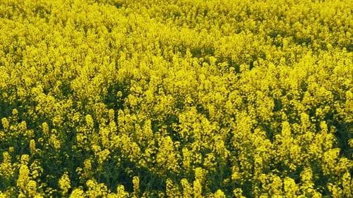 Blooming Rapeseed Field on a Sunny Day Flying Above Stunning Yellow Rape Fields in Spring Vegetable