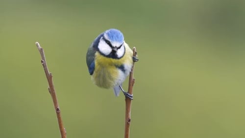 Eurasian Blue Tit