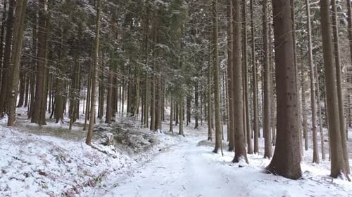 Tall conifer forest in winter with snowy path and solitude. Tranquil walking scene capturing peace