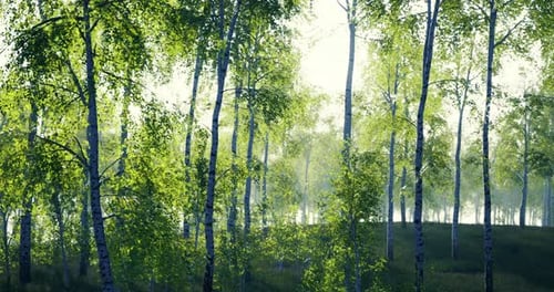 Lush Green Forest with Sunlight Filtering Through Dense Trees During Daytime