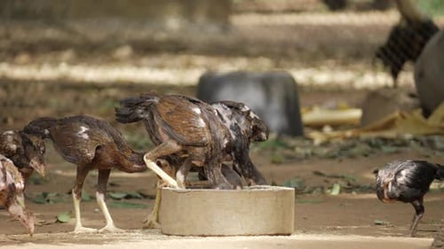 Flocking together for a meal A snapshot of life on the farm