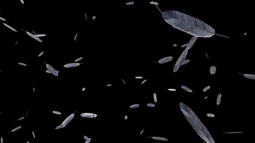 Soft White Feathers Falling Loop