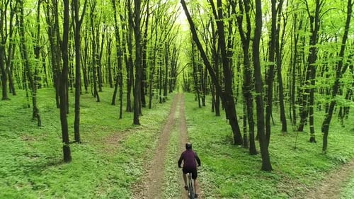 MTB Cyclist Rides Along a Forest Path Aerial View