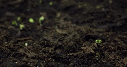 Seedlings Sprouting to Life in Time-Lapse View