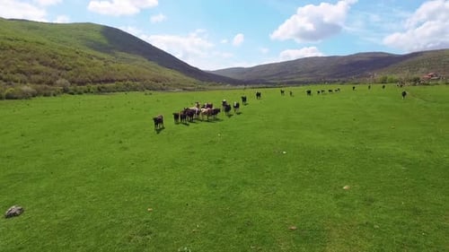 Aerial view of cows herding and running on green field. 50FPS