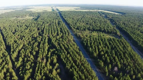 Aerial View of Road Through Vast Green Forest