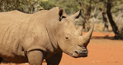 Ansicht eines Breitmaulnashorns (Ceratotherium simum), Südafrika