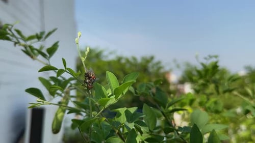 Housefly Resting on Green Plant in Suburban Setting