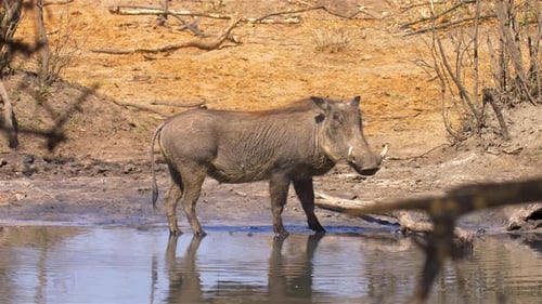 Warthog in waterhole, Africa