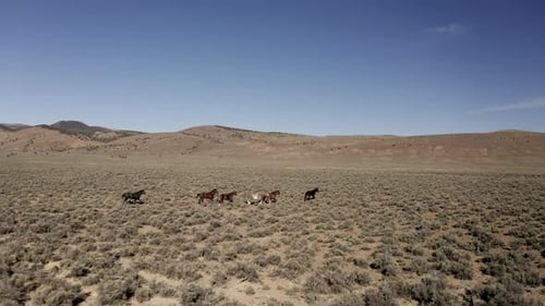 Wild free Mustang herd trotting and crossing the desert landscape on summer day