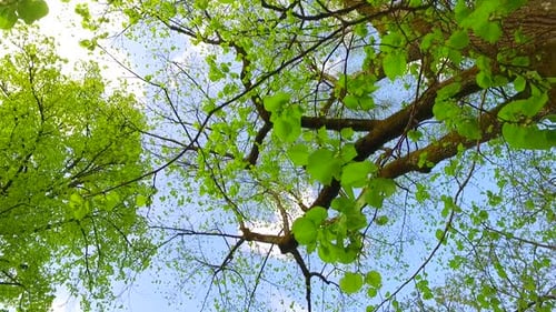 En el hermoso bosque primaveral