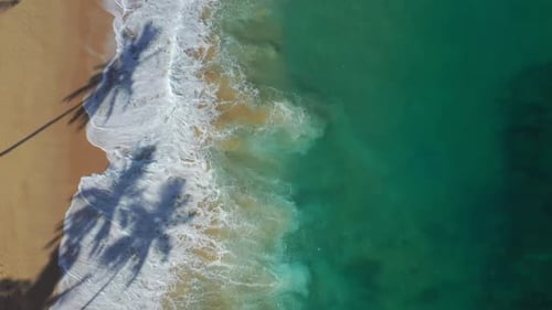 Aerial View of Palm Tree Shadows on Tropical Beach and Turquoise Ocean