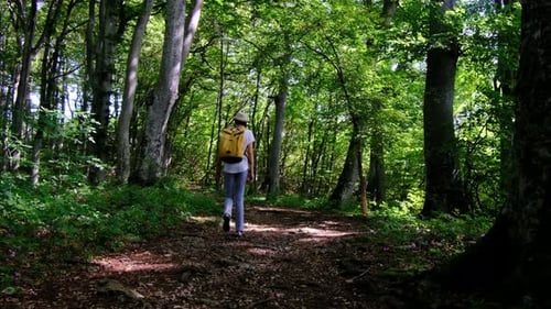 Woman Hiking Through a Lush Forest Enjoying the Natural Surroundings