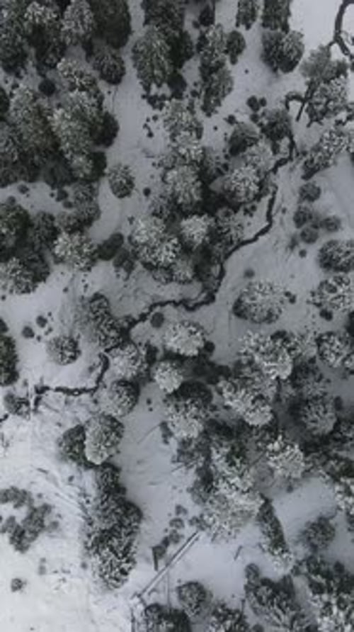 Snowy Forest Mountain
