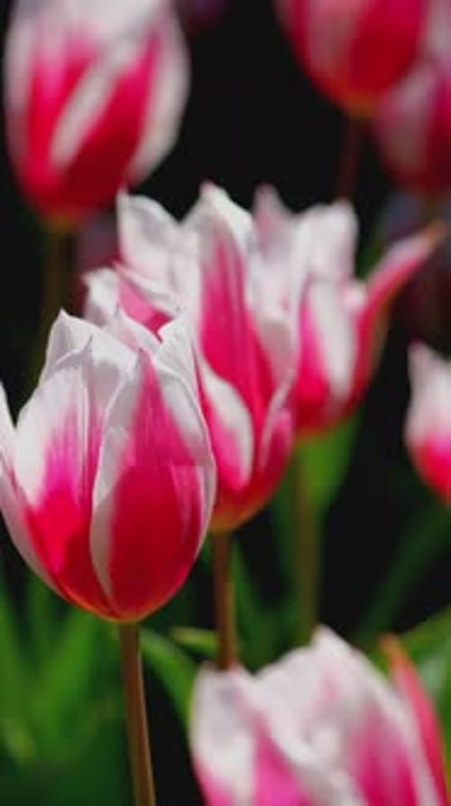 Blooming Tulips in Flower Garden Lisse the Netherlands
