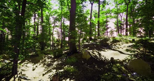 Sunlight Filters Through Trees in a Vibrant Forest During Daytime
