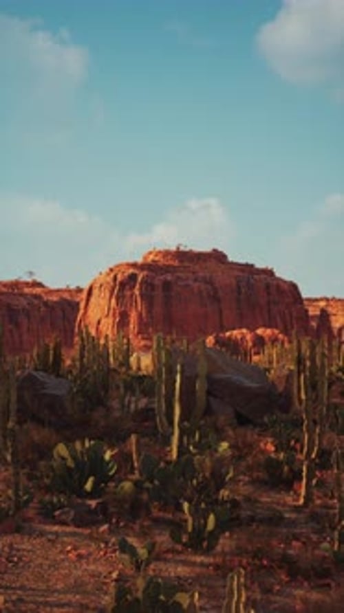 Desert Landscape With Cactus Trees and Rocks