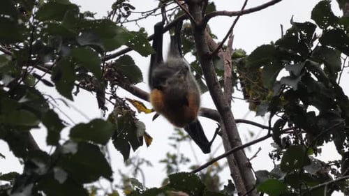 Fruit Bat Flying Fox hängt kopfüber vom Ast und reinigt sich selbst und klettert dann weg, Nahaufnahme