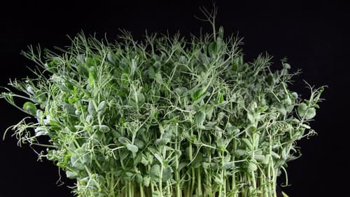 Green Pea Germination Moves In Time Lapse. Micro Greens Seedling For Healthy Eating. Vegan Food