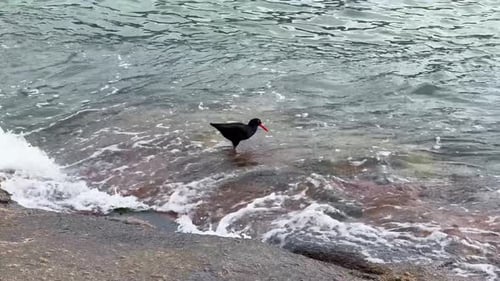 African Oyster catcher on the rocks
