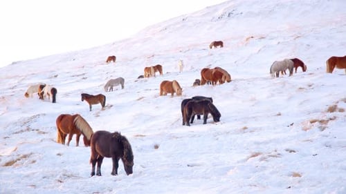 Horses Grazing in Snowy Mountain Landscape