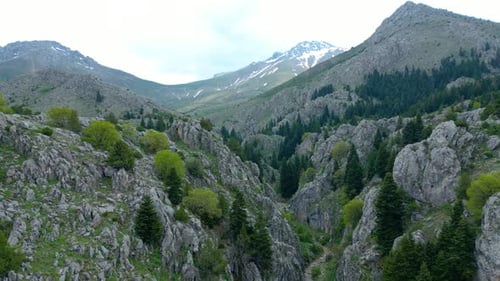 Herrliche Pinienwälder, Berglandschaften