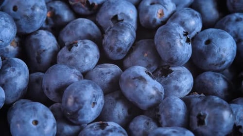 Ecology Blueberry Ingredient for Healthy Eating